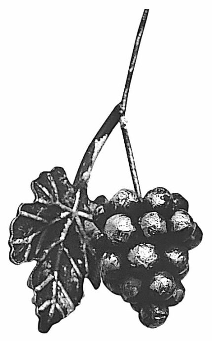 κληματόφυλλο